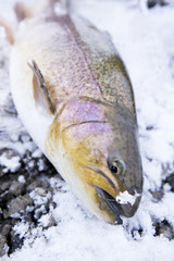 ルアーにヒットしたニジマス