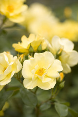 バラ　イエロー・フロイレッテ