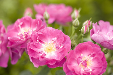 バラ　インターナショナル・ヘラルド・トリビューン