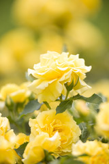 バラ　ゴールド・バニー