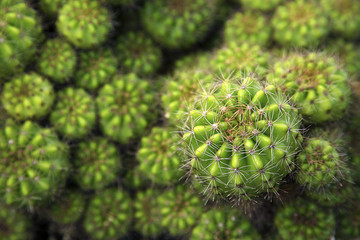 Cactus background