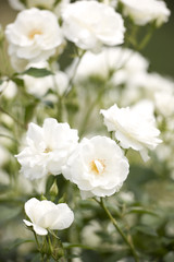 バラ　シュネービッチェン