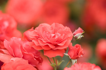 バラ　トランペッター