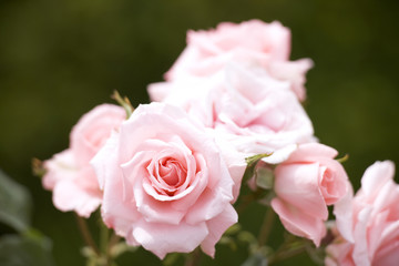 バラ　プリンセス・アイコ