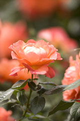 バラ　フェローシップ