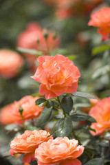 バラ　フェローシップ