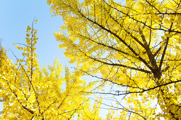 Fototapeta premium Ginkgo leaves in autumn