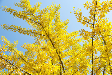 Autumn Ginkgo Leaves