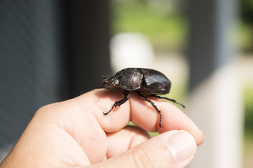 Female Xylotrupes gideon on finger