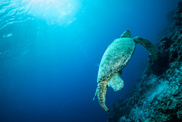 Green sea turtle swimming in Derawan, Kalimantan underwater