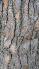 tree texture