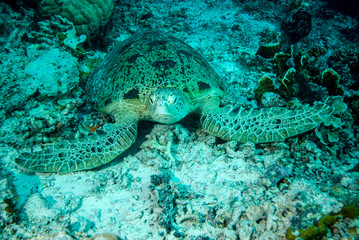 Green sea turtle resting in Derawan, Kalimantan underwater
