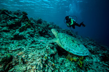 Diver and green sea turtle in Derawan, Kalimantan underwater