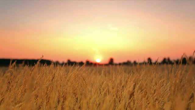 The wheat (cereal) field and sunset background