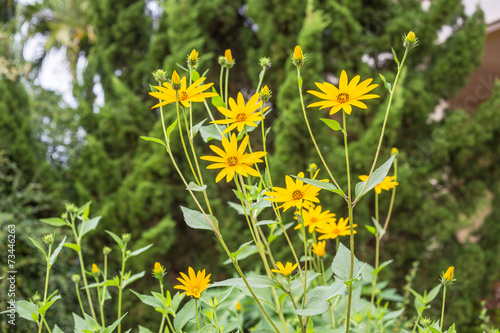 "jerusalem artichoke flower" Stock photo and royalty-free ...
