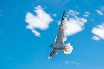 Graceful white seagulls