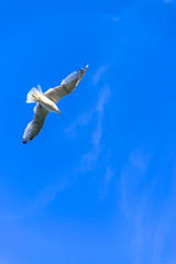 Graceful white seagulls