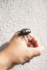 Female Xylotrupes gideon on hand