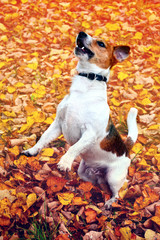 Cute jack russell terrier, dog on a background of autumn leaves