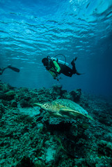 Naklejka na ściany i meble Diver and green sea turtle in Derawan, Kalimantan underwater