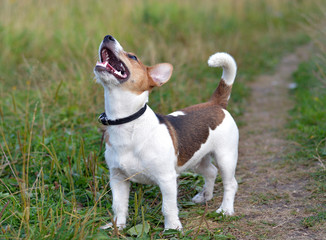 Cute beagle puppy. Dog on natural background