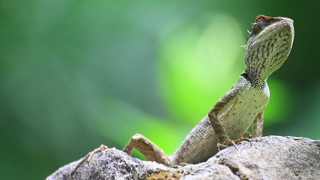Green crested lizard, black face lizard, tree lizard