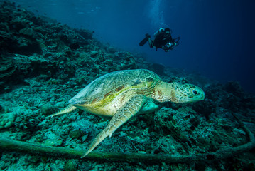 Obraz na płótnie Canvas Diver and green sea turtle in Derawan, Kalimantan underwater