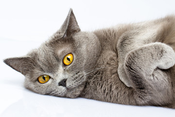 Fototapeta premium British shorthair cat