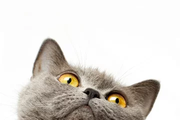 Abwaschbare Fototapete Katze Britisch Kurzhaarkatze