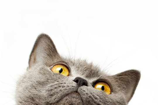 British Shorthair Cat