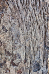 decay wood