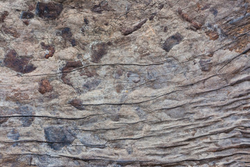 decay wood