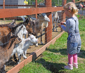 Little blonde girl feeding a goats at the zoo on sunny day