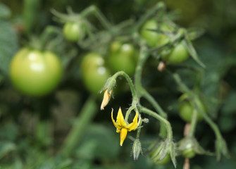 Flowers of tomato on the seedling