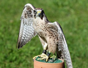 large Peregrine Falcon with black eyes with the green background