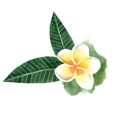 watercolor frangipani flower