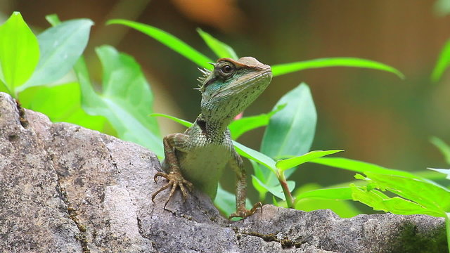 Green crested lizard, black face lizard, tree lizard