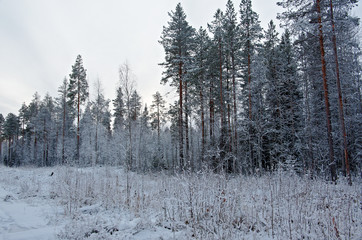 Winter scene