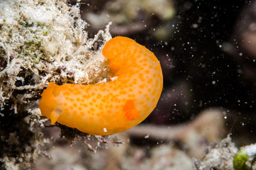 Dorid nudibranch in Derawan, Kalimantan, Indonesia underwater