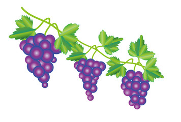 葡萄の房とぶどうの葉のイラスト