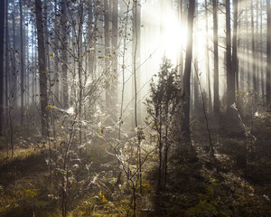Sunrise in forest
