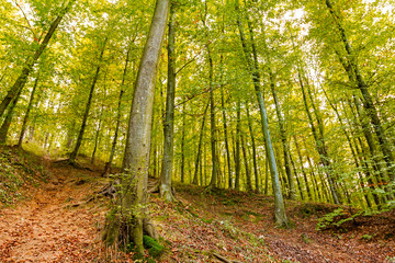 Fototapeta premium Autumn in forest