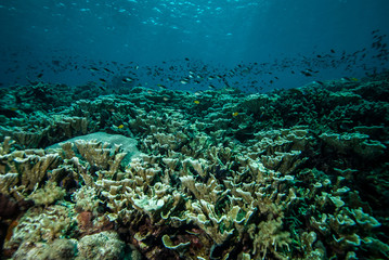 Fototapeta na wymiar Various coral reefs and fishes in Derawan, Kalimantan underwater