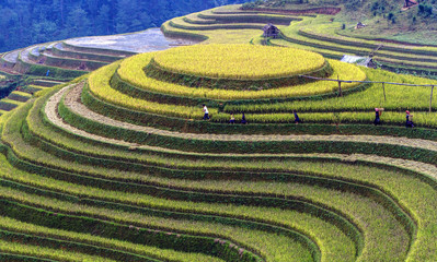 Fototapeta na wymiar Terraced rice field
