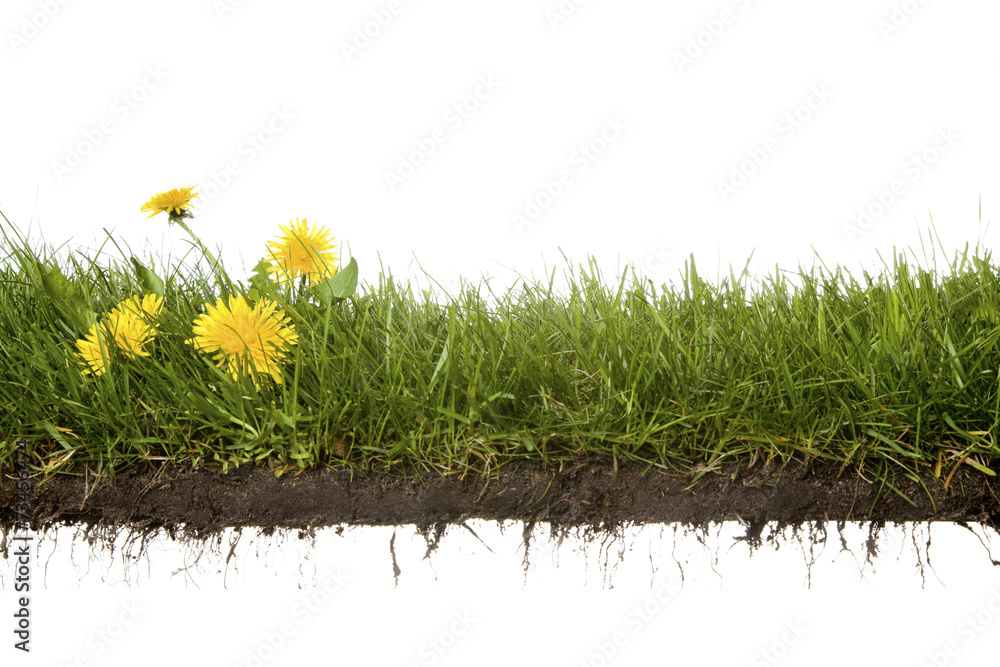 Wall mural cross-cut of grass with flowers