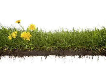 cross-cut of grass with flowers - obrazy, fototapety, plakaty