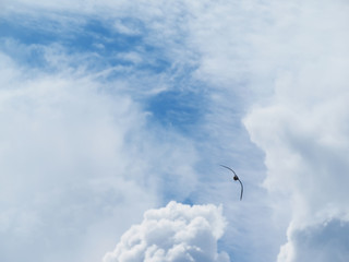 clouds in the blue sky