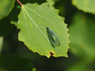 dragonfly on a leaf in the forest
