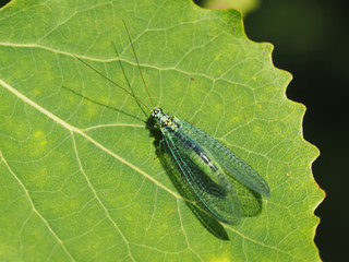 dragonfly on a leaf in the forest