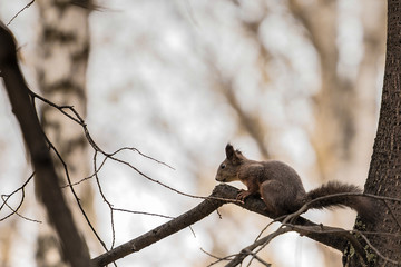Grey Squirrel